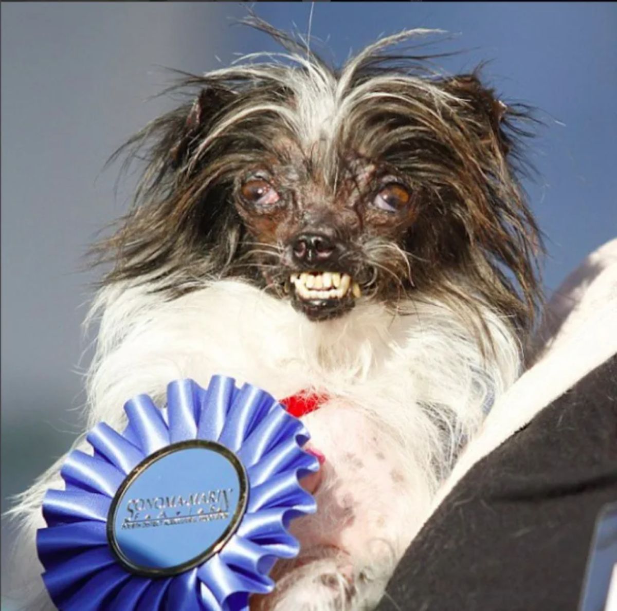 fluffy black and white dog with teeth showing posing with a blue ribbon