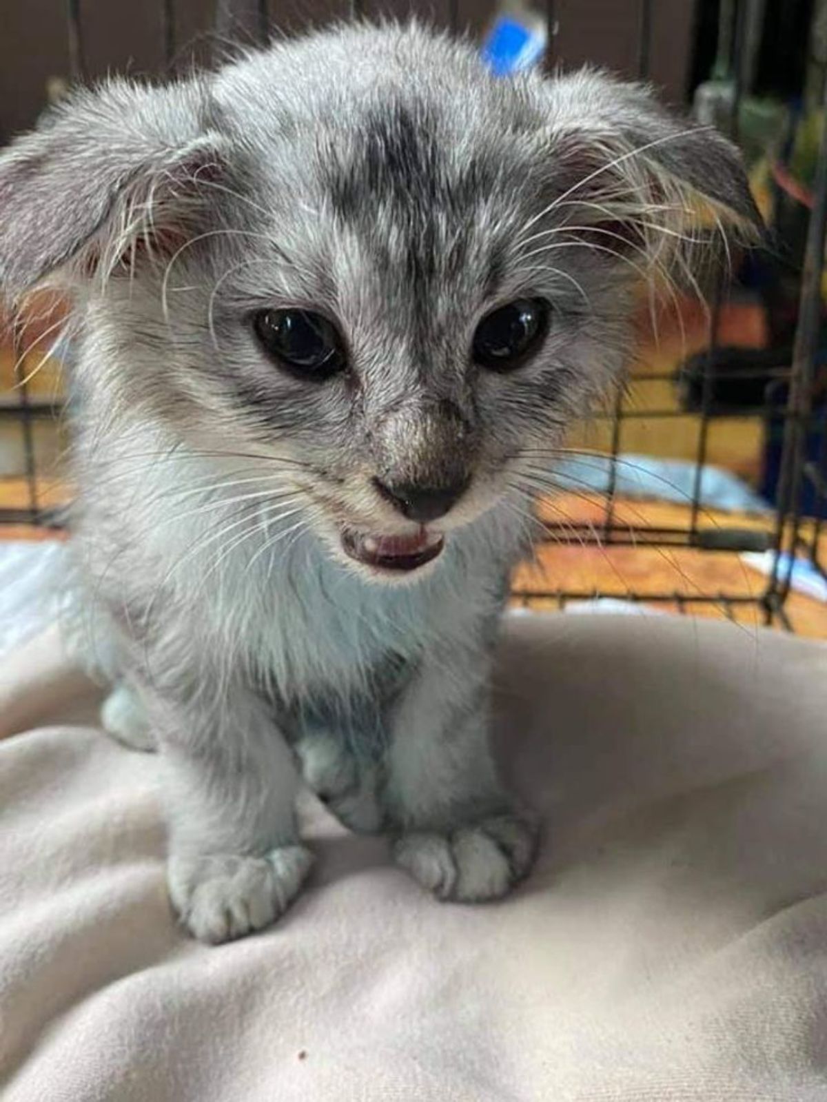 fluffy black and white kitten standing on a brown blanket