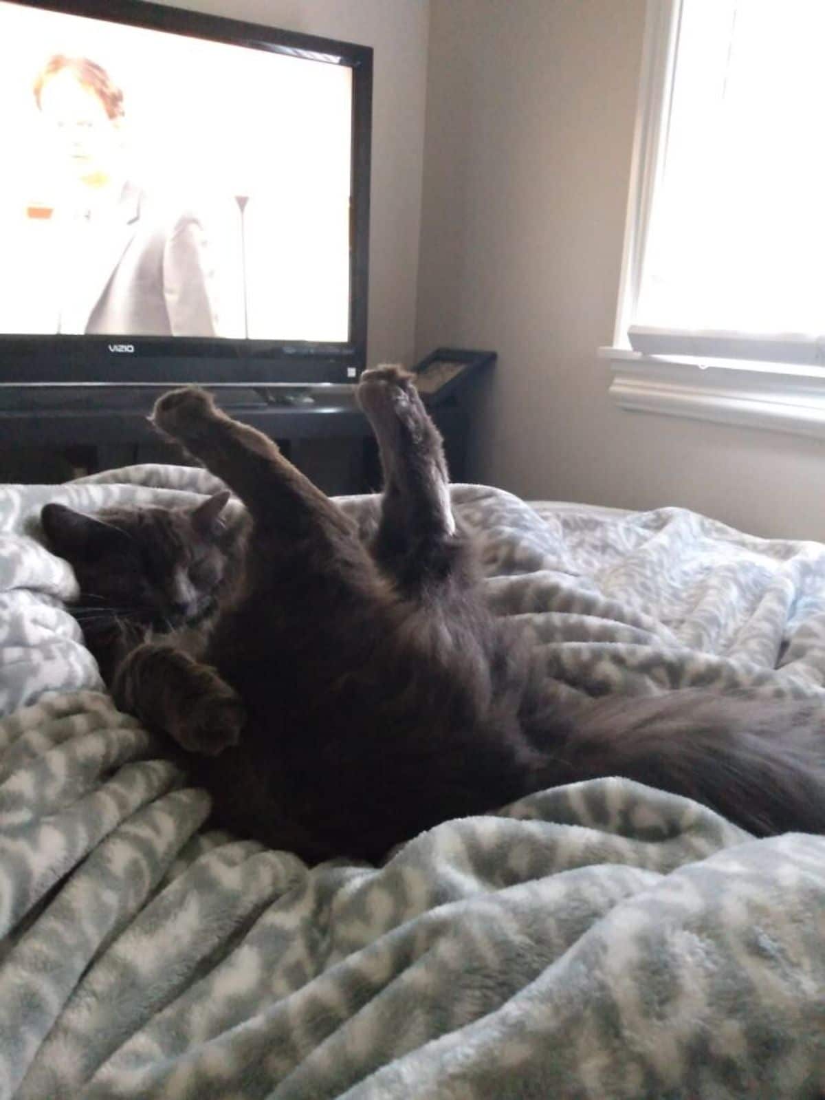 fluffy black cat sleeping on a grey and white blanket on a bed with the back legs lifted up in the air