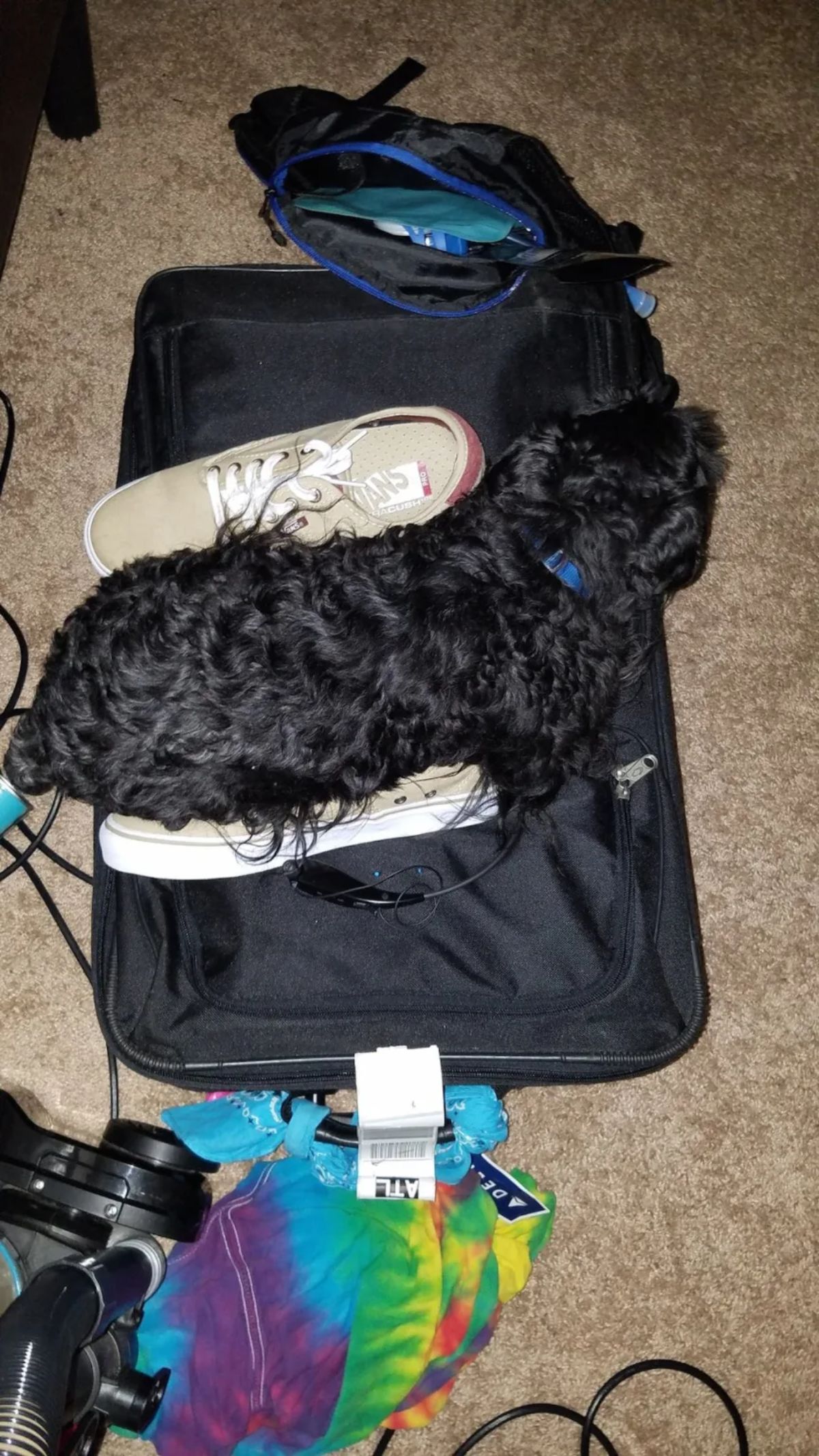 fluffy black dog laying on a black bag between 2 beige sneakers