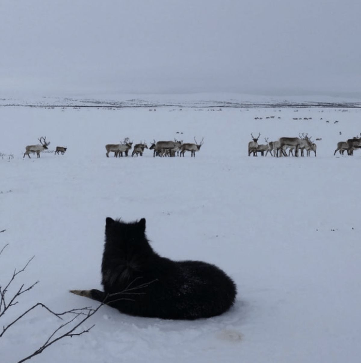 fluffy black dog laying on snow with reindeer in the distance