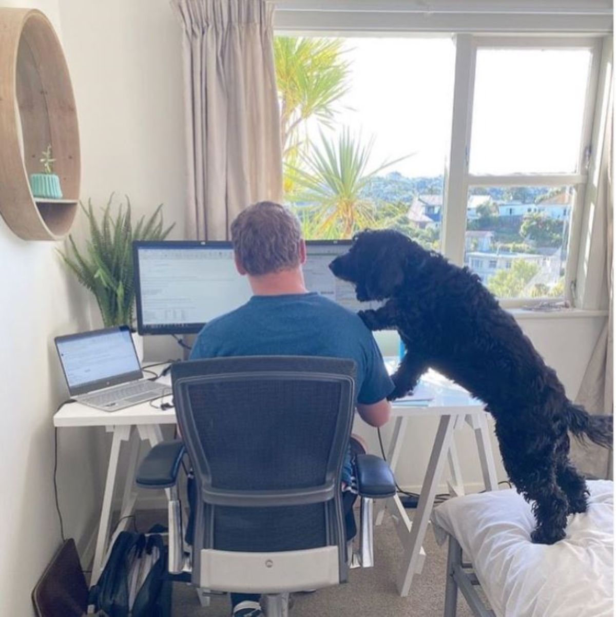 fluffy black dog peeking at computers on a table where a man is seated and working
