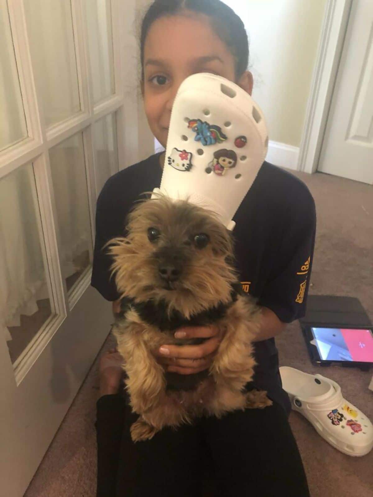fluffy brown and black dog being held on someone's lap and wearing white crocs slipper on the head