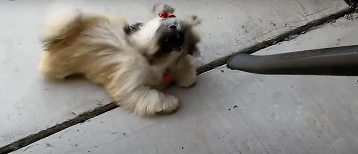 fluffy brown and black dog getting blown back with a leaf blower