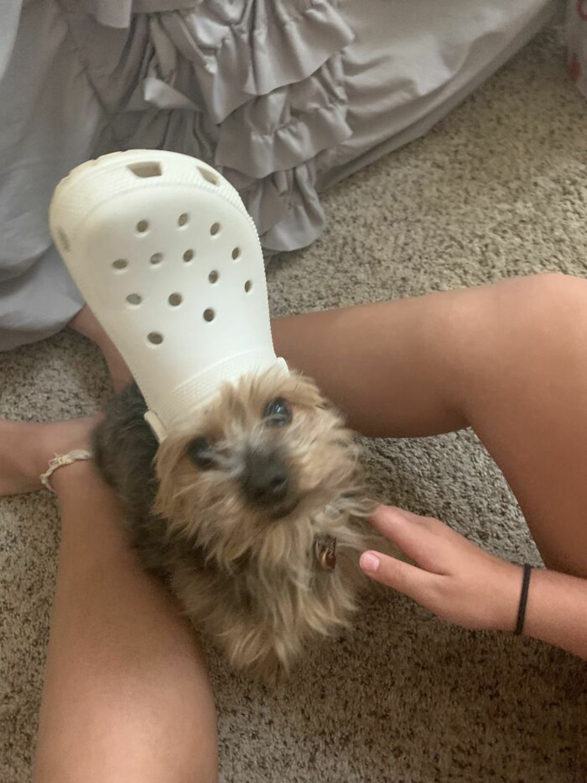 fluffy brown and black dog sitting between someone's legs wearing white crocs slipper on the head