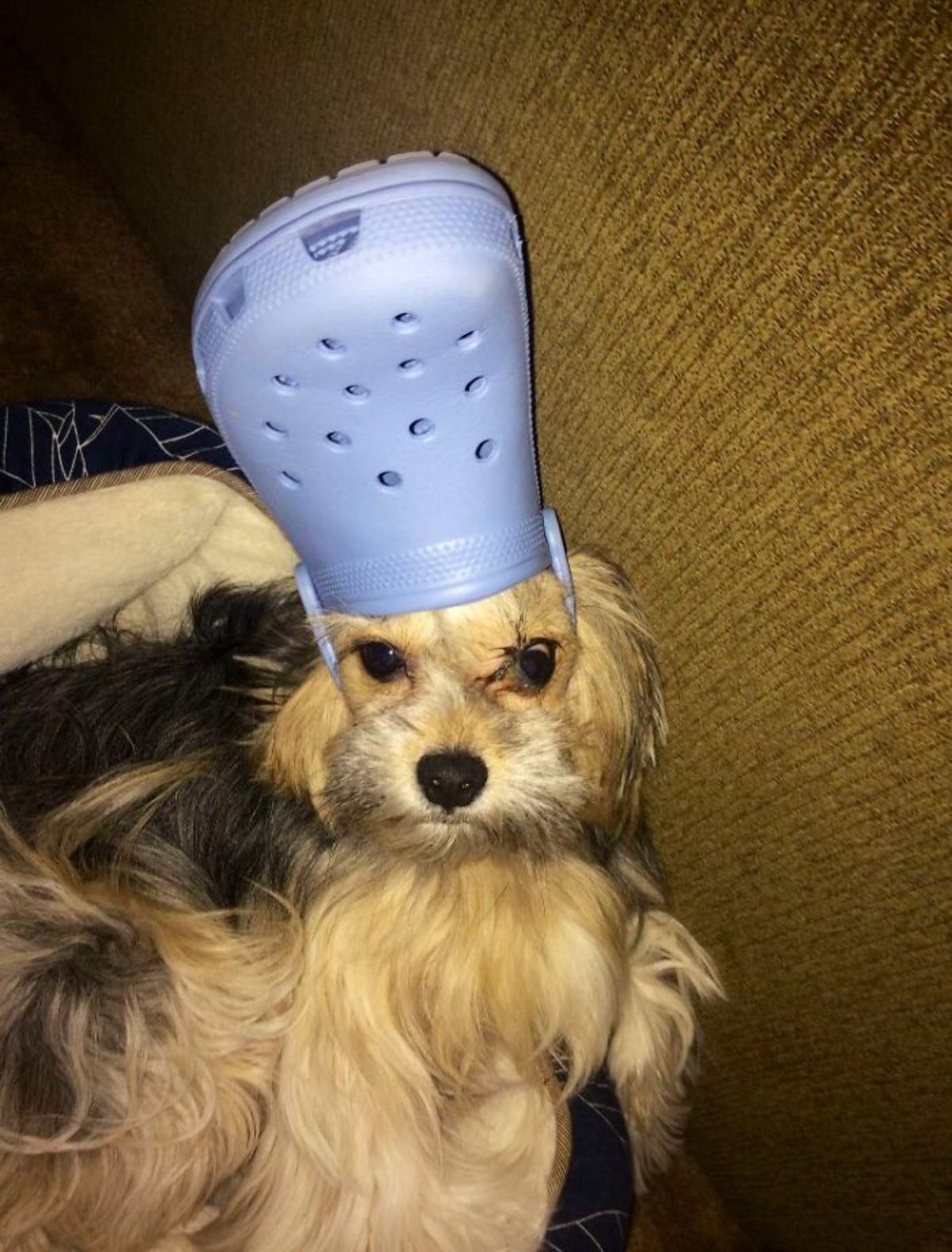 fluffy brown and black dog wearing lavender crocs slipper on the head