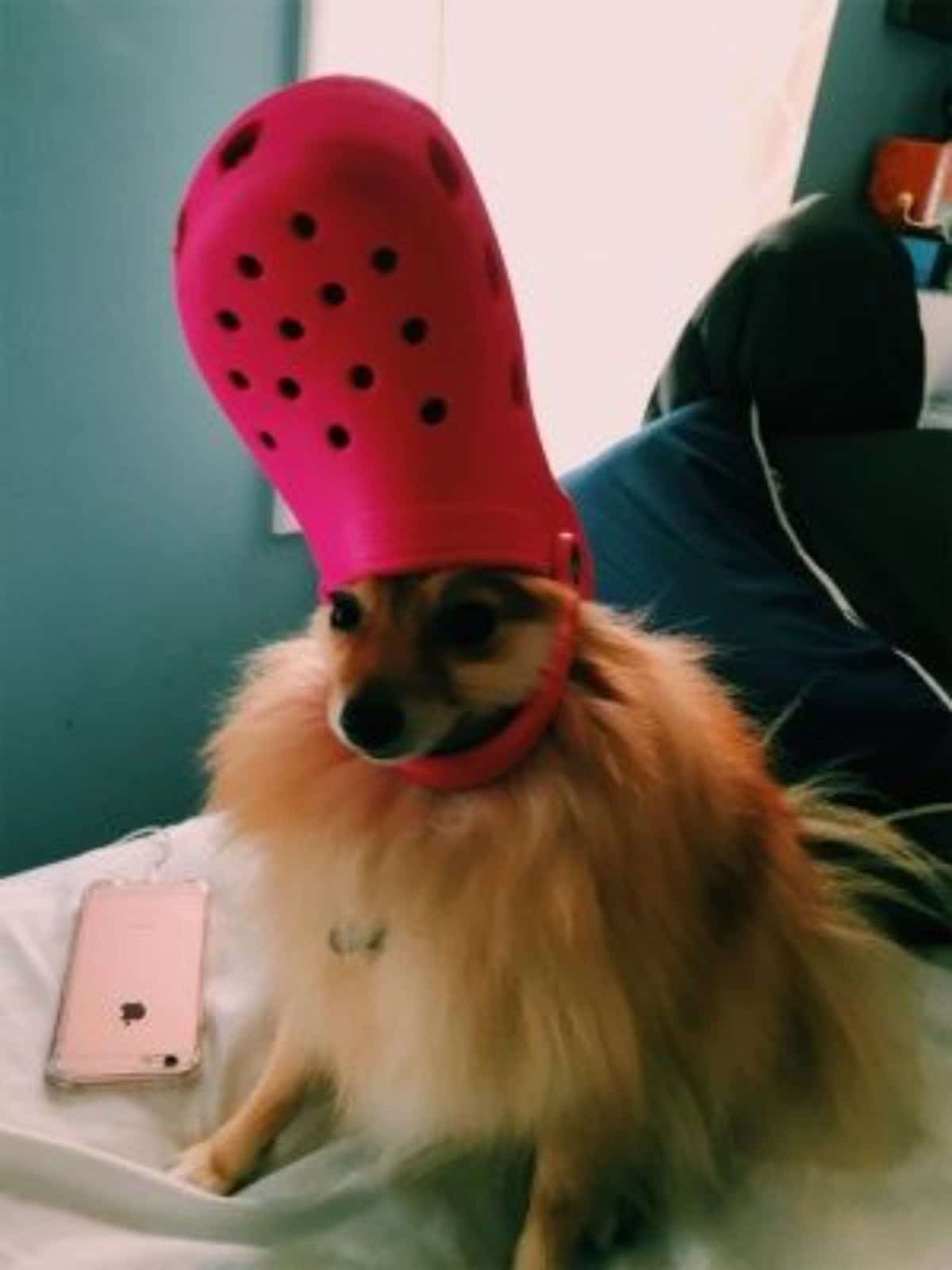 fluffy brown and black dog wearing red crocs slipper on the head