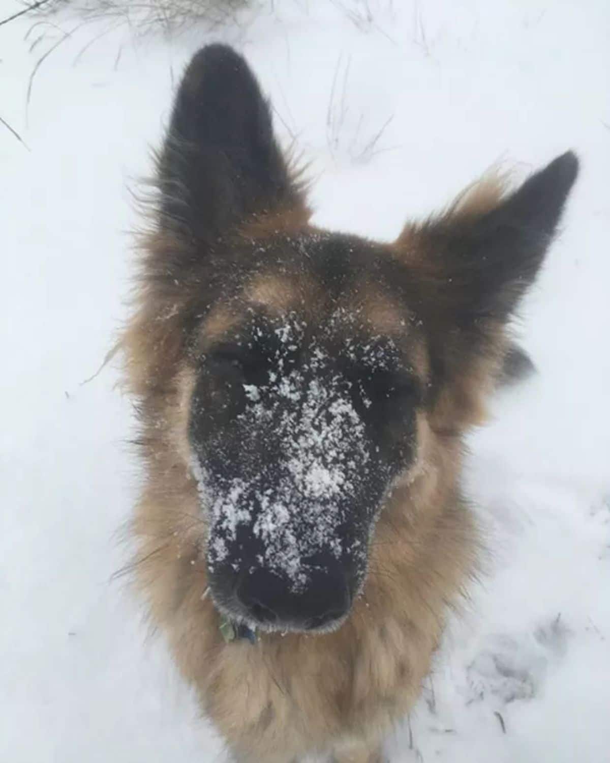 fluffy brown and black dog with snow on its face and standing in snow