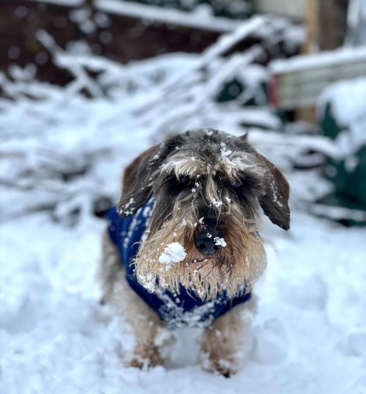 fluffy brown and black terrier standing in snow with snow on its face