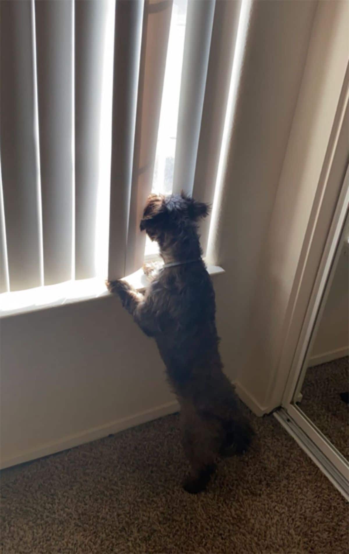 fluffy brown and black terrier standing on hind legs and peeking through blinds