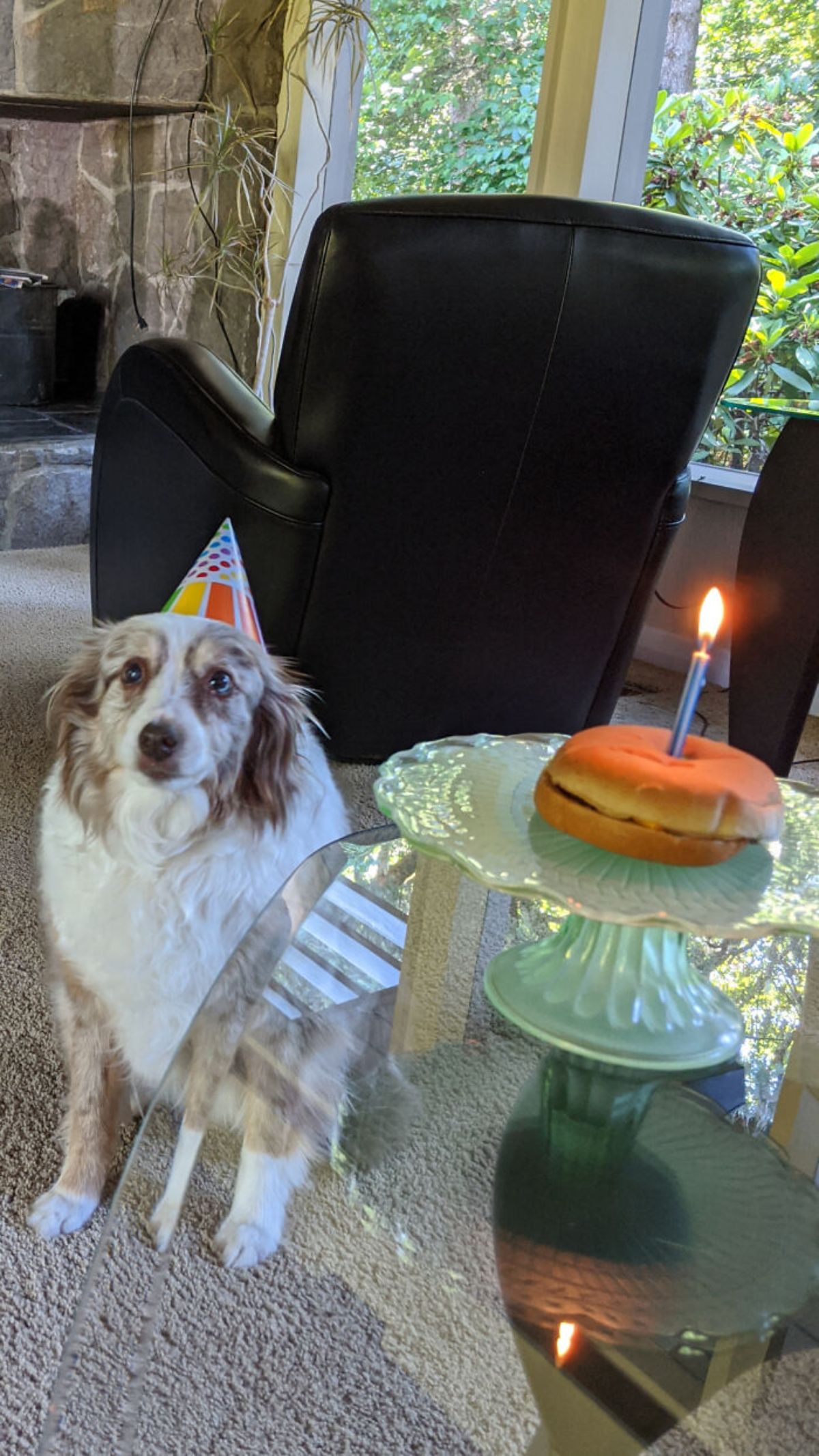 fluffy brown and white dog in colourful party hat next to a hamburger on a table with a candle in it