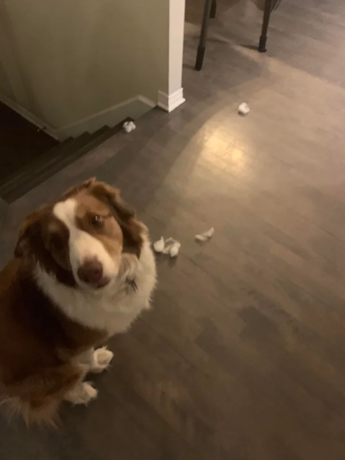 fluffy brown and white dog sitting on the floor with white stuffing strewn around