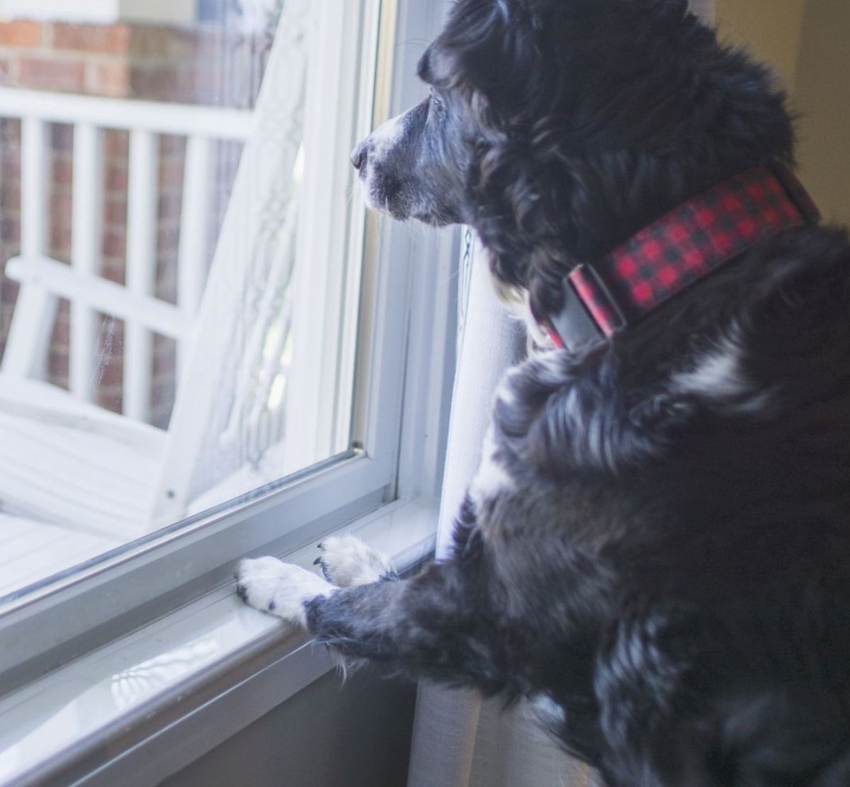 fluffy brown and white dog standing on hind legs with front paws on windowsill looking out the window