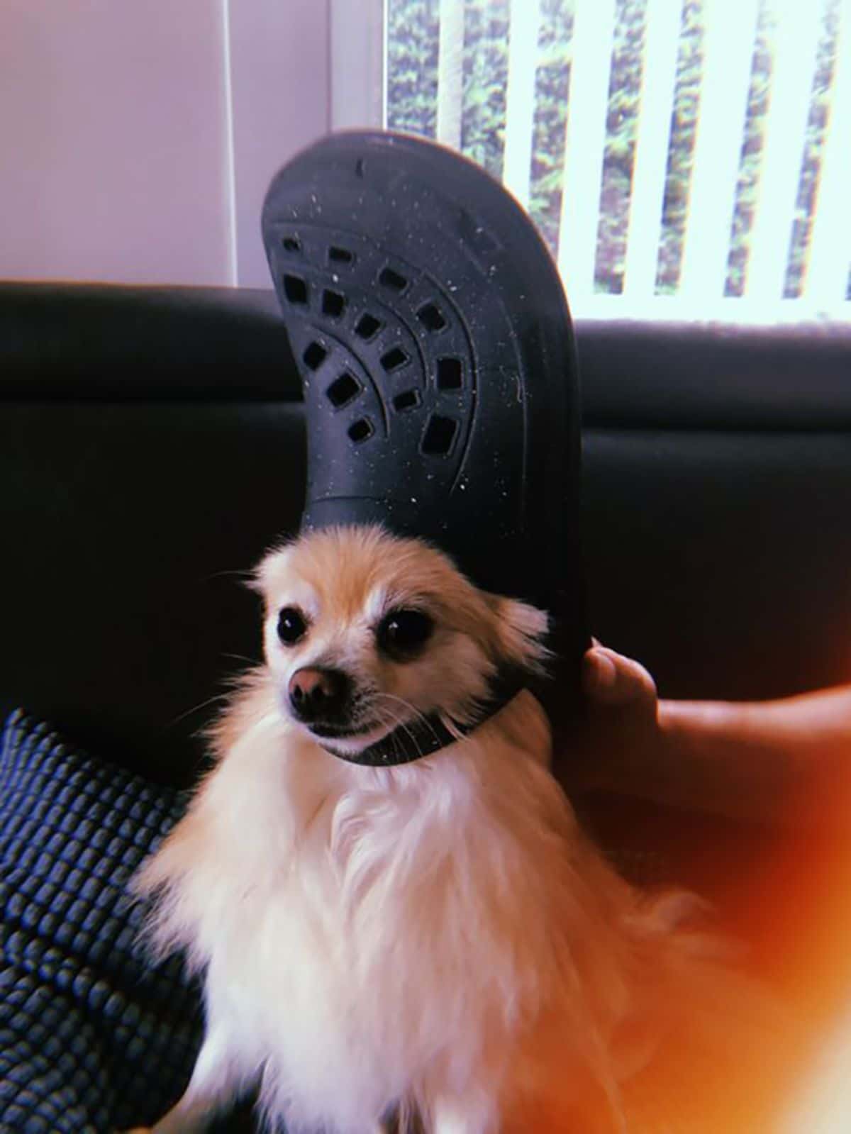 fluffy brown and white dog wearing black crocs slipper on the head