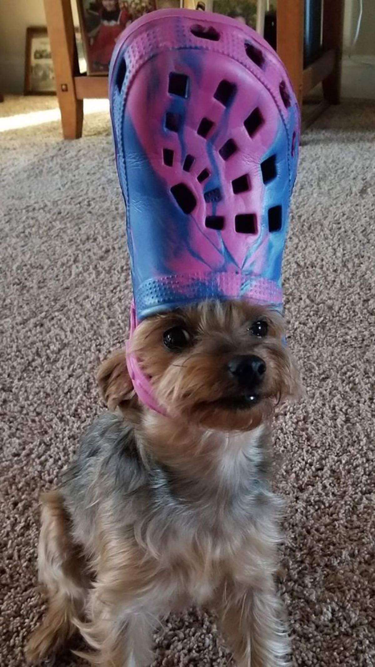 fluffy brown black and white dog wearing a pink and blue crocs slipper on the head