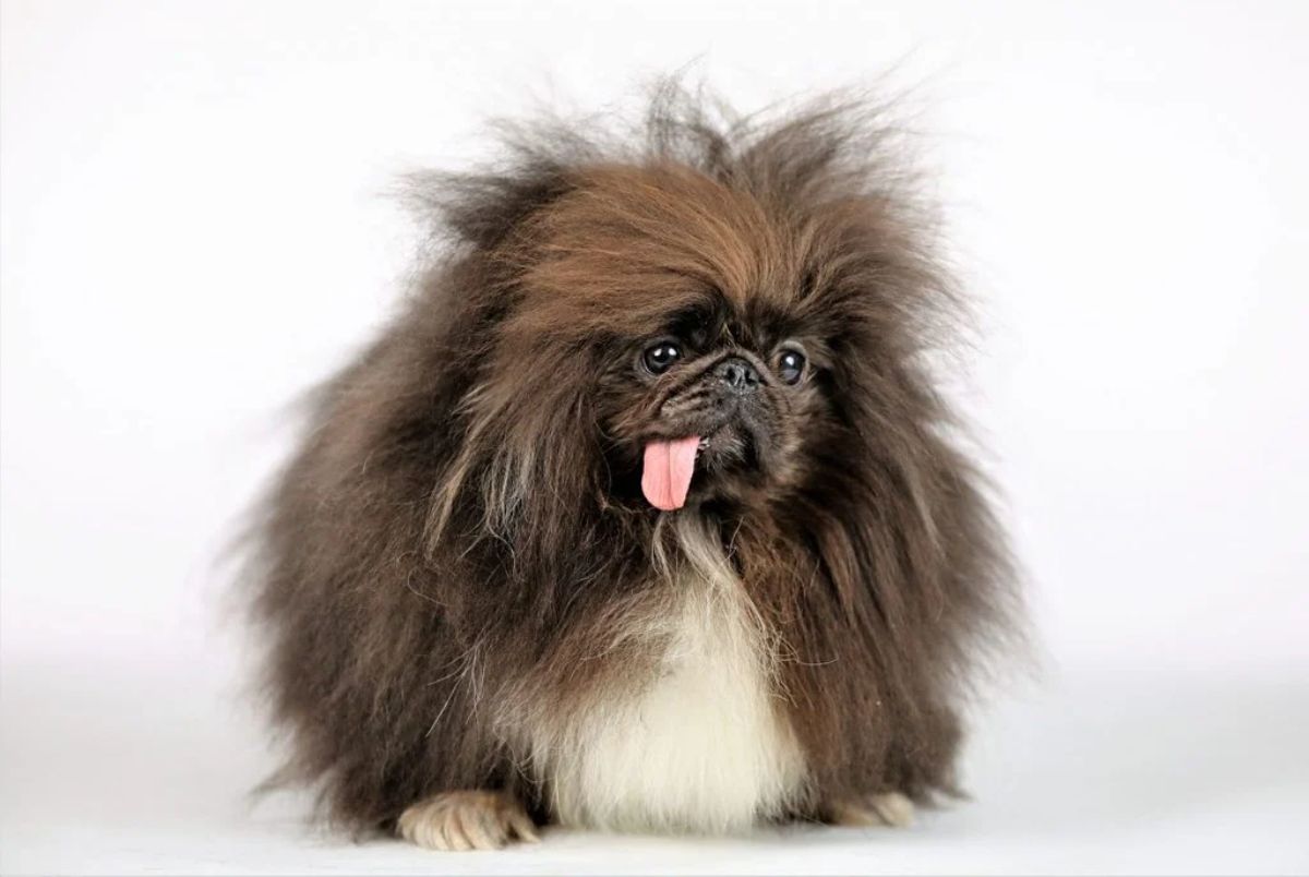 fluffy brown black and white dog with the tongue hanging out the side