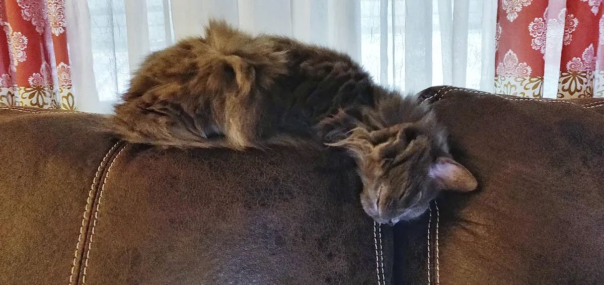 fluffy brown cat laying on top of a brown sofa with the head hanging down