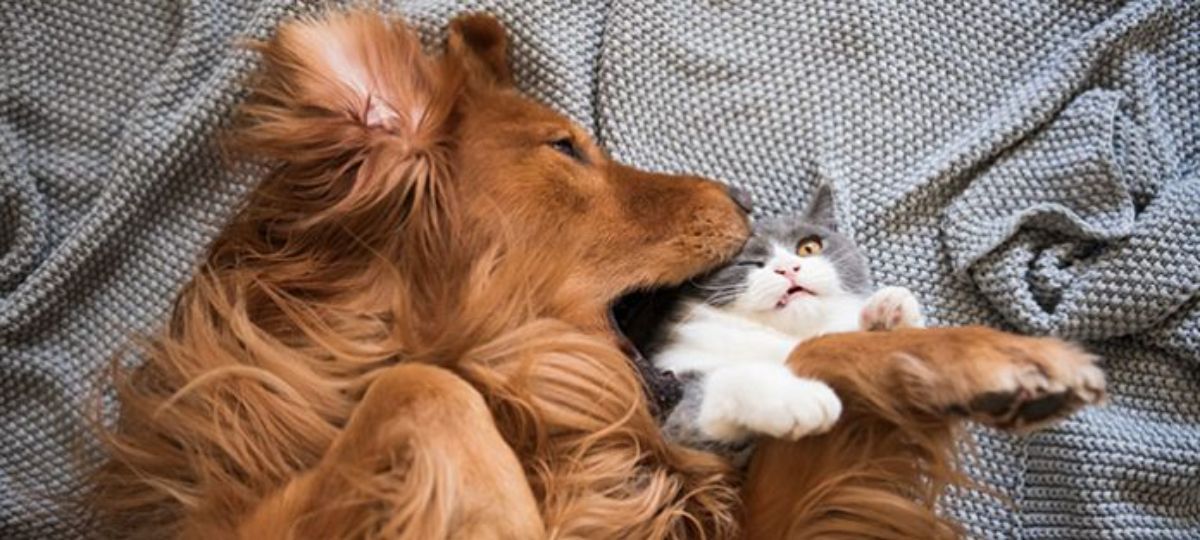 fluffy brown dog fake biting a grey and white cat's face
