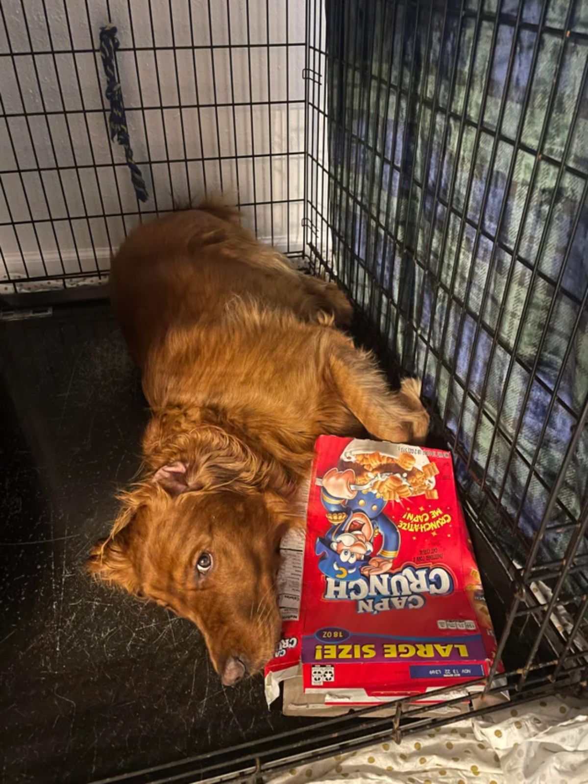 fluffy brown dog laying in a black cate with a red box of cereal