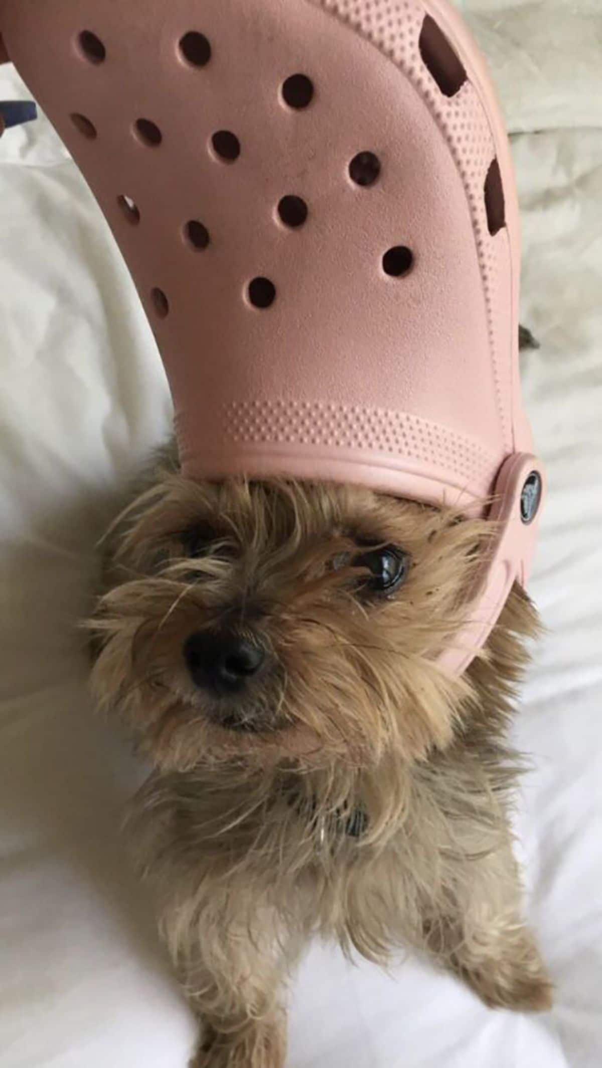 fluffy brown dog on a white bed wearing pink crocs slipper on the head