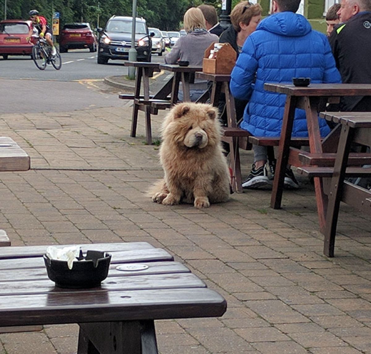 fluffy brown dog sitting by a man at an outdoor table