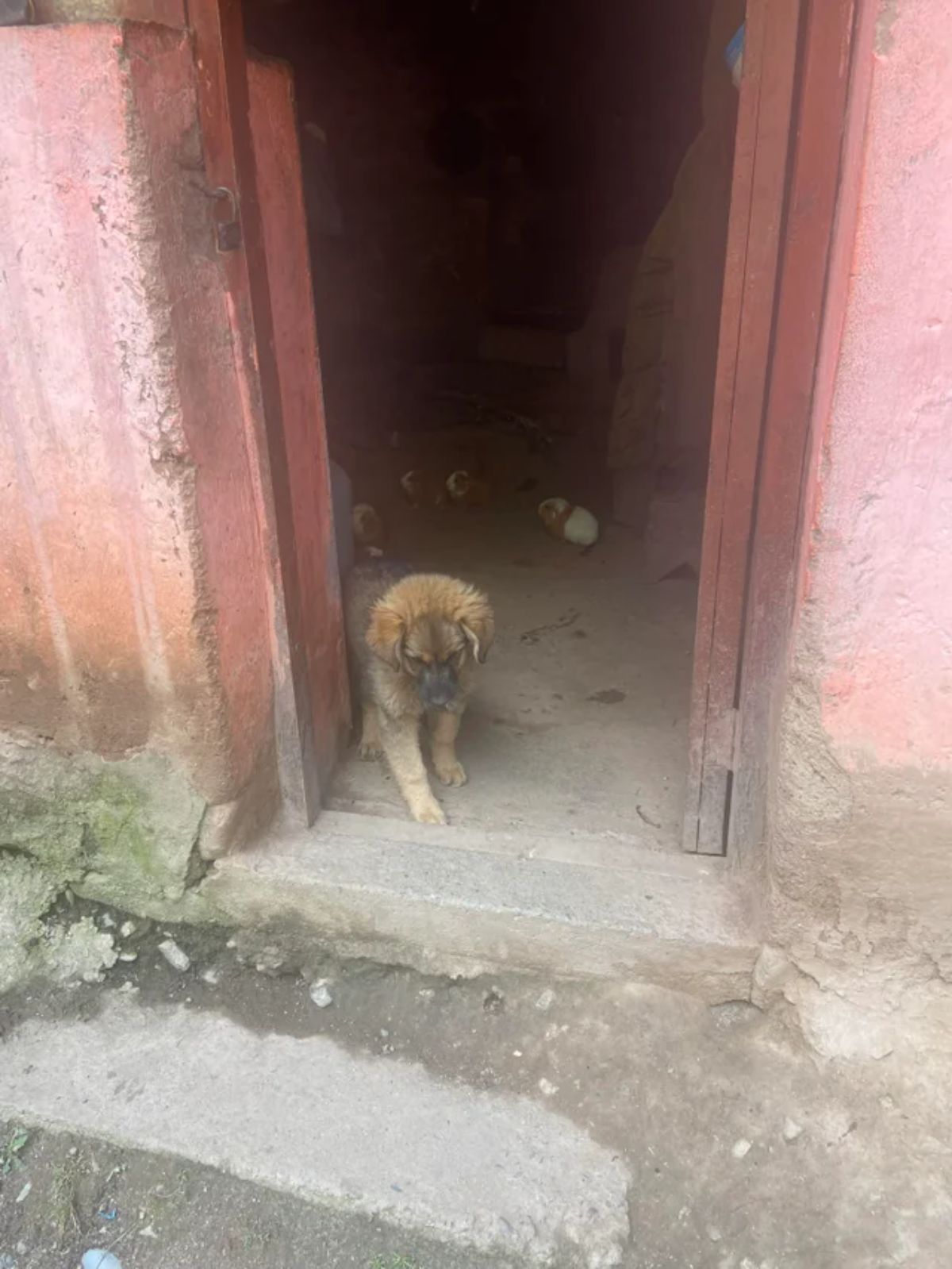 fluffy brown dog standing at a red doorway with a group of cuy behind it