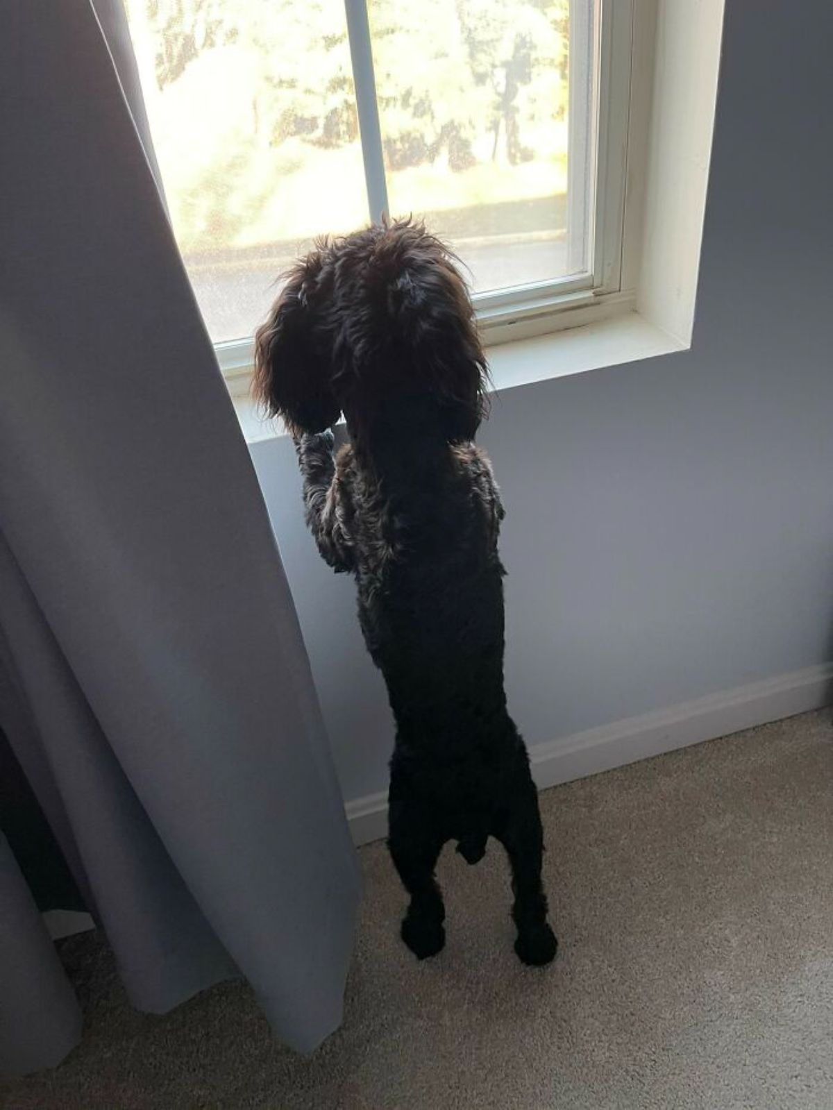 fluffy brown dog standing on hind legs and peeking out of a window