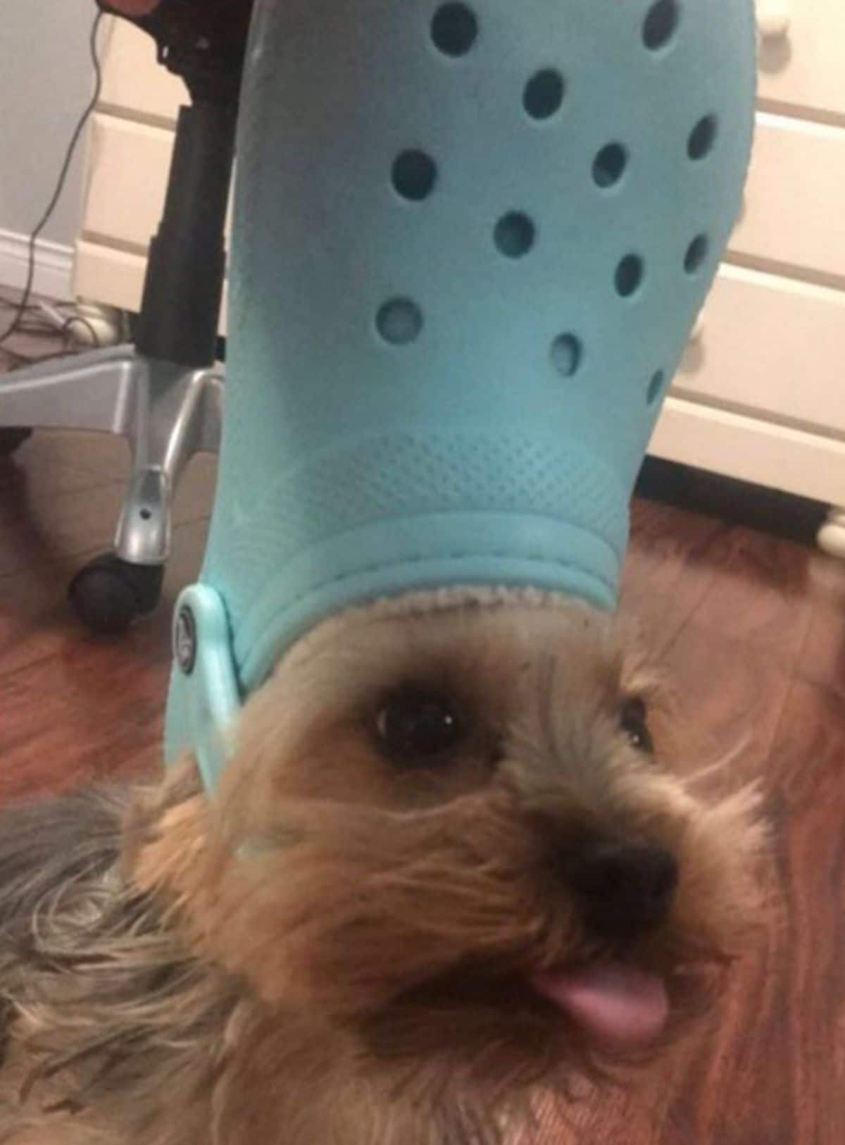 fluffy brown dog wearing blue crocs slipper on the head