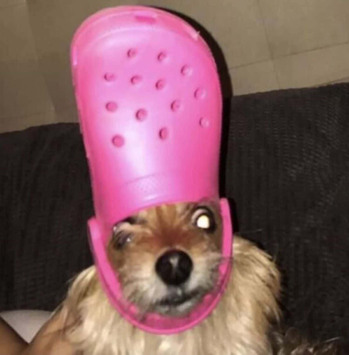 fluffy brown dog wearing bright pink crocs slipper on the head
