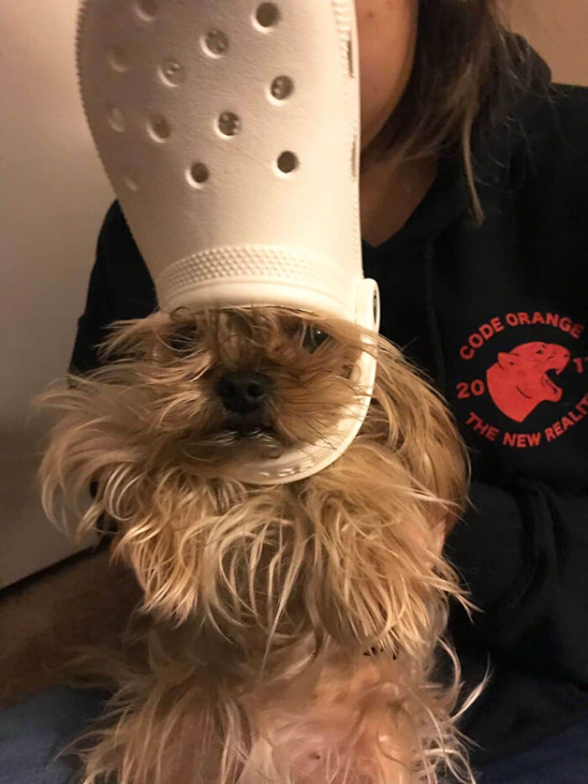 fluffy brown dog wearing cream crocs slipper on the head