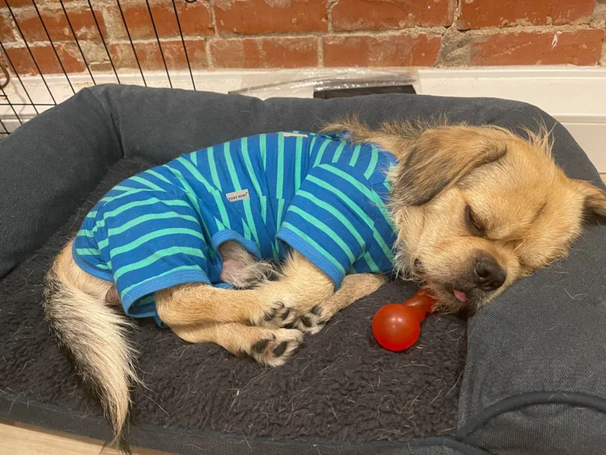 fluffy brown dog wearing striped blue and green onesie sleeping on a black dog bed