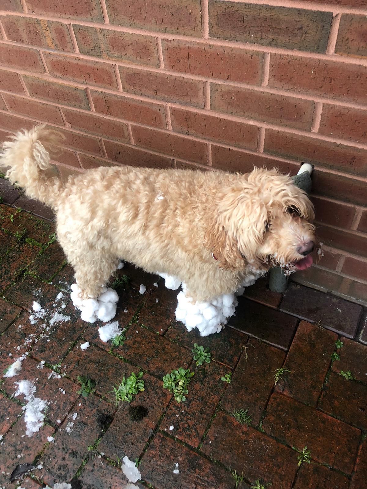 fluffy brown dog with snow balls stuck to its paws and legs
