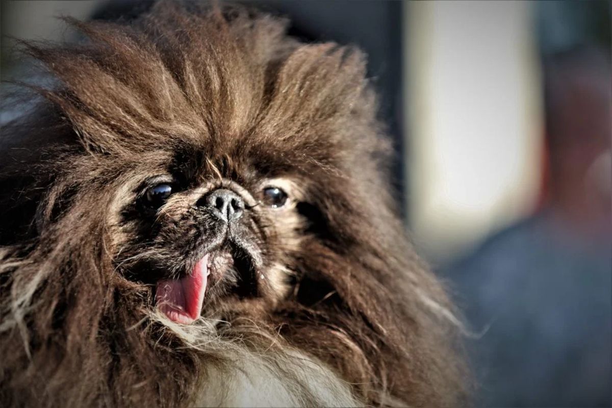 fluffy brown dog with the tongue sticking out