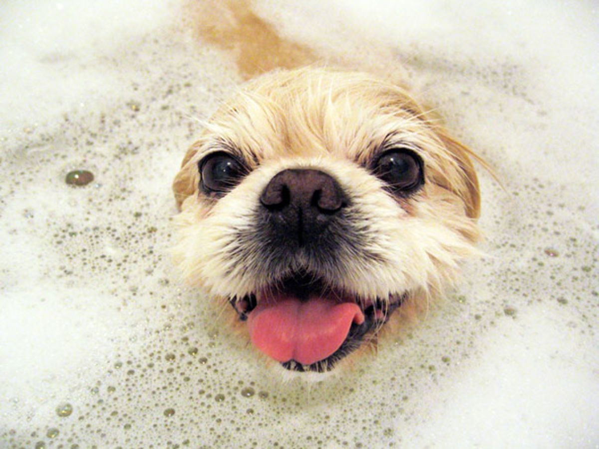 fluffy brown dog's head sticking out of soapy water