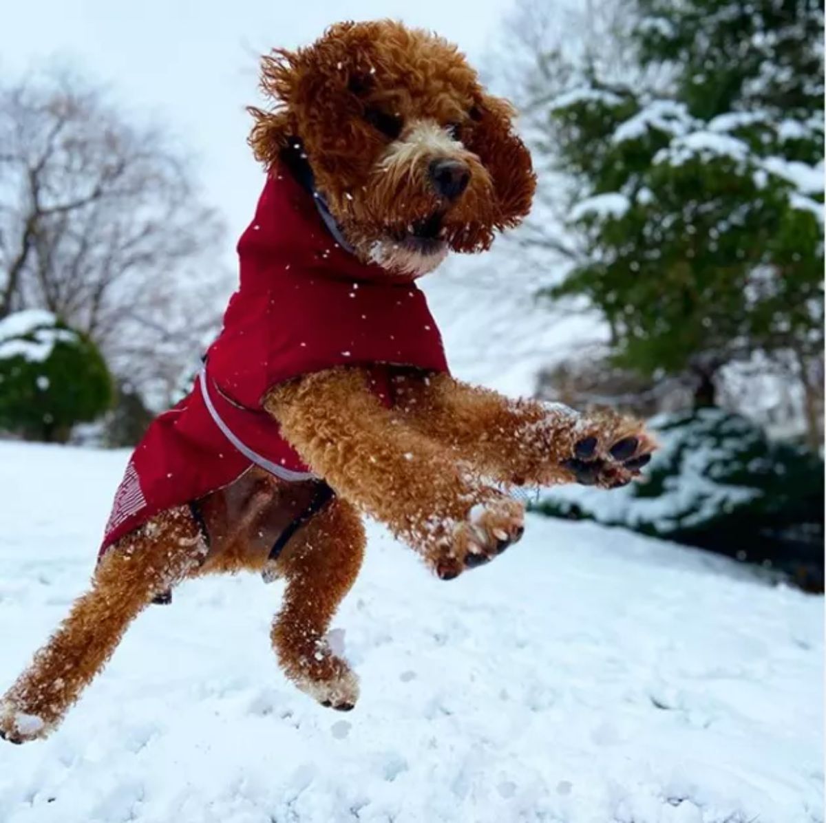 fluffy brown poodle in red coat jumping in snow