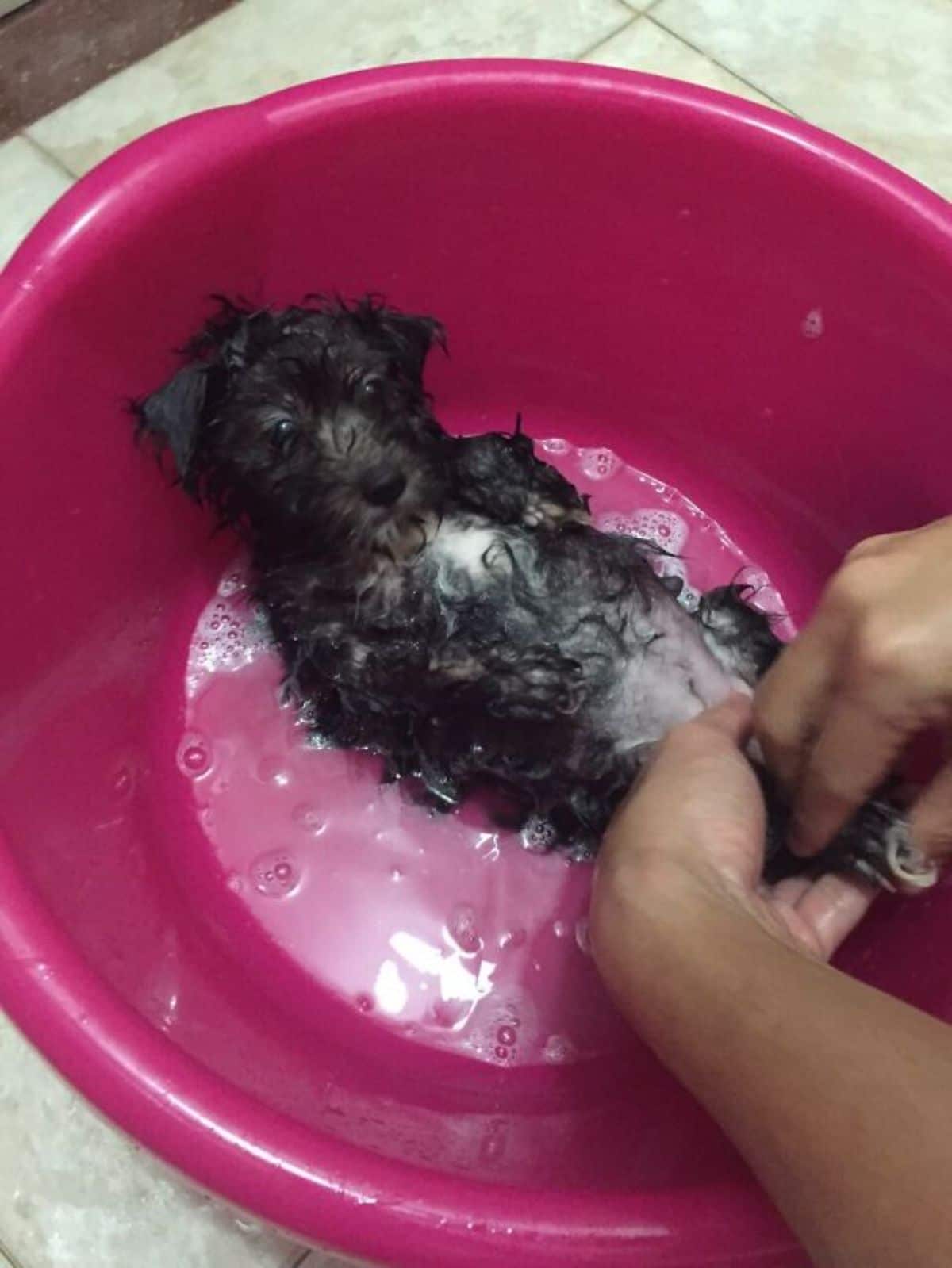 fluffy brown puppy laying belly up in a red basin with someone cleaning the puppy's back legs