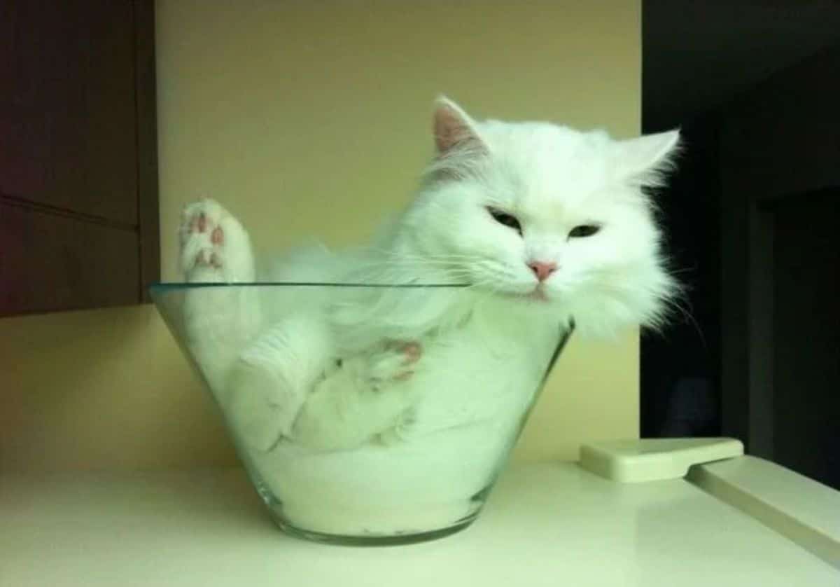 fluffy cat laying inside a glass bowl with a foot and the head sticking out