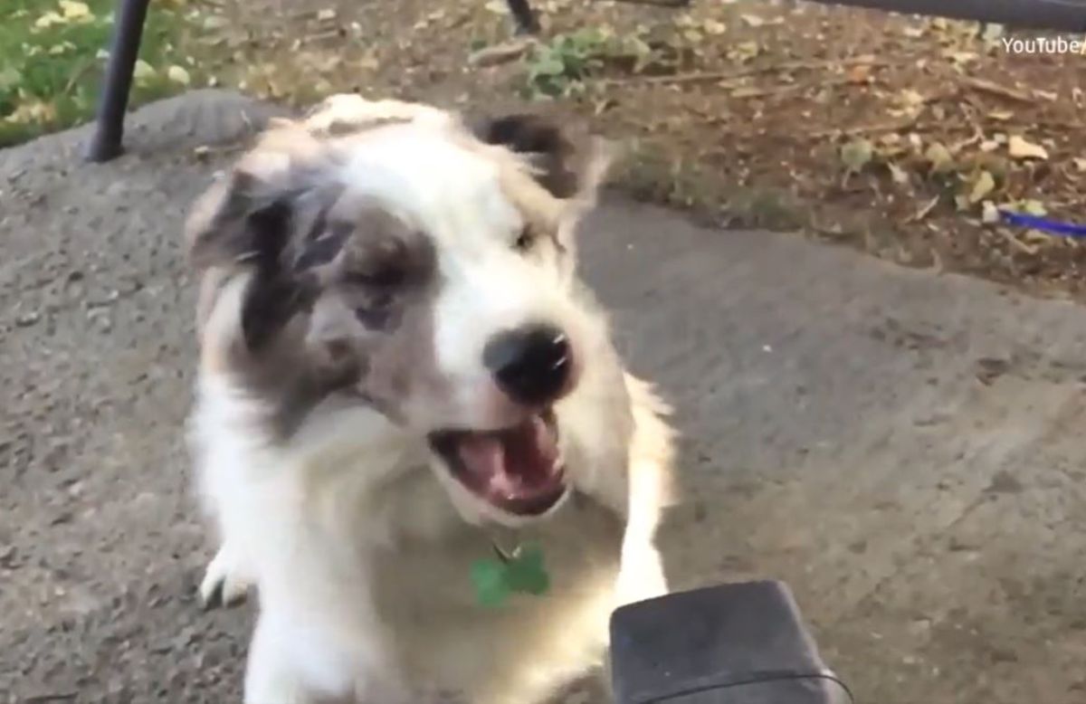fluffy grey and white dog with a leaf blower in its face