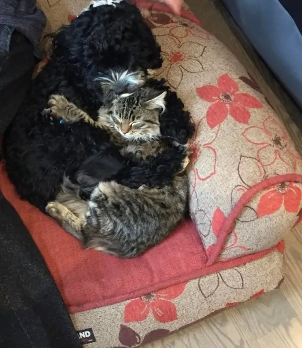fluffy grey tabby cat and fluffy black dog cuddling together on a red and grey dog bed
