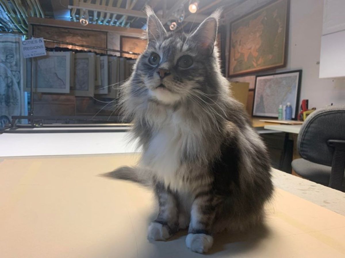 fluffy grey tabby cat sitting in an antique store