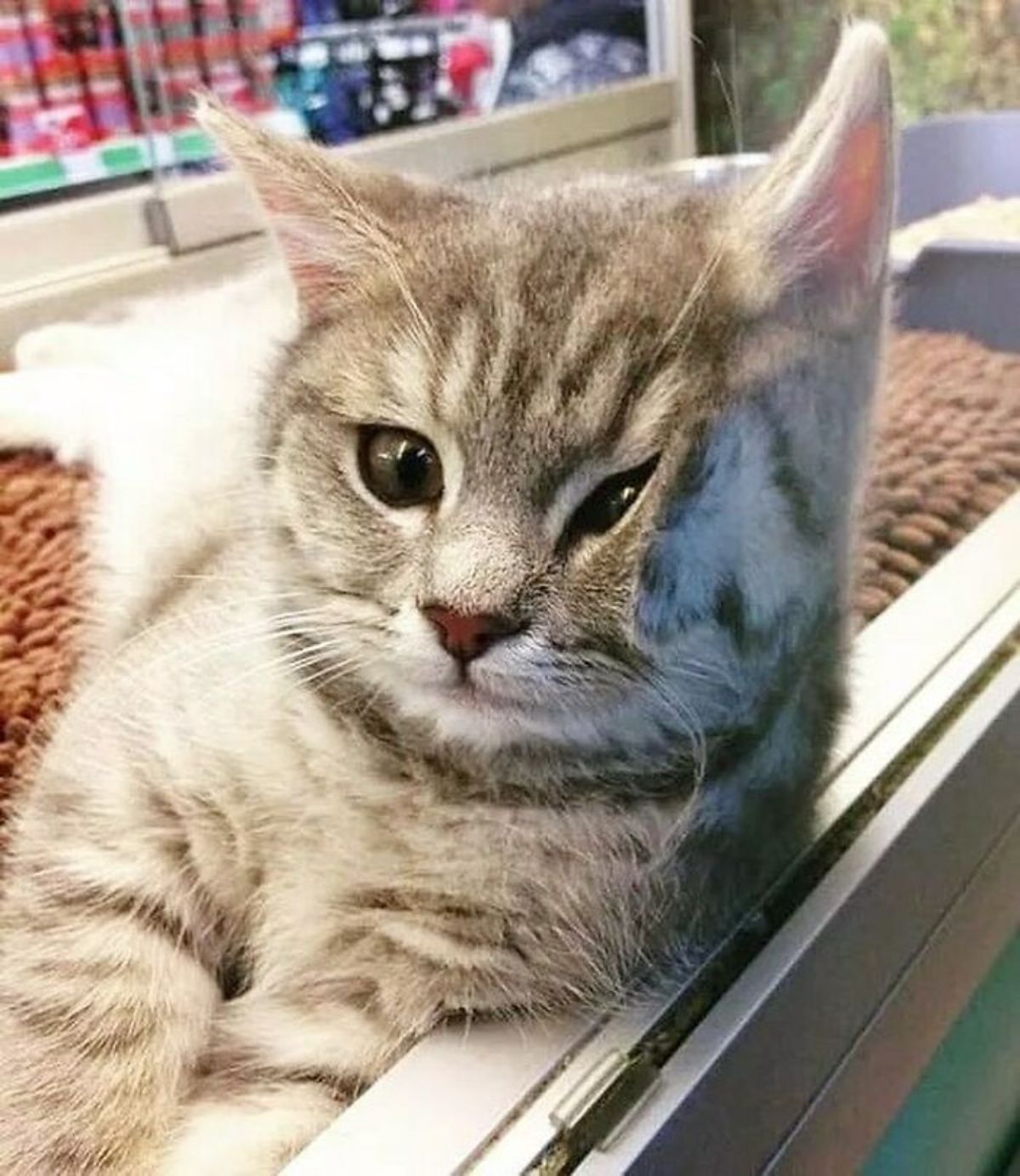 fluffy grey tabby kitten laying with the face squished against a glass