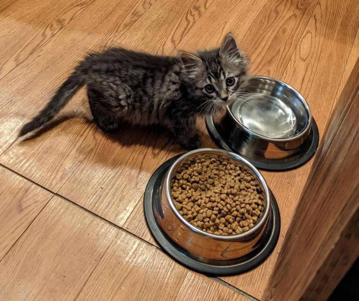 fluffy grey tabby kitten standing in front of a water bowl with a full kibble bowl next to it