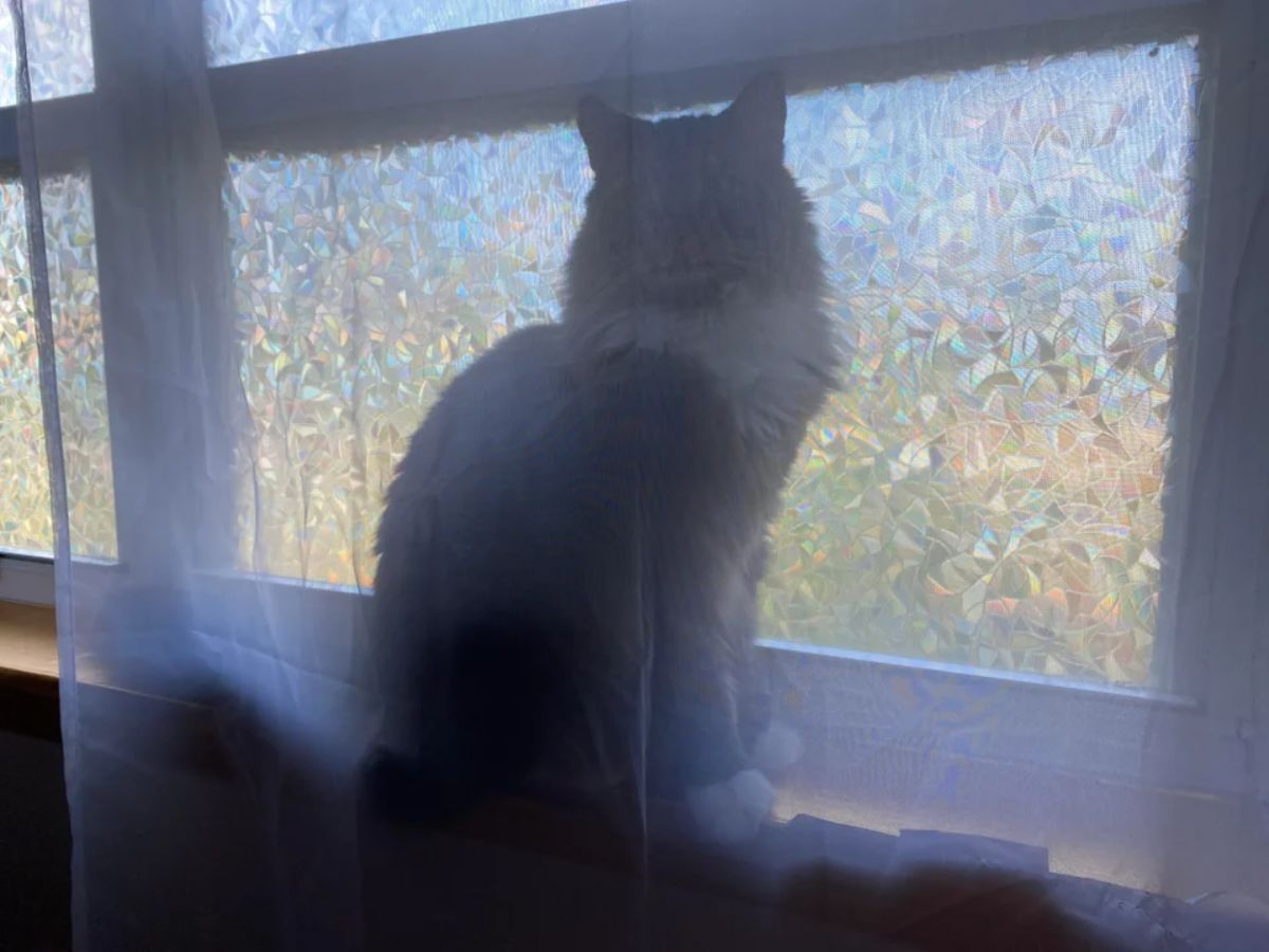 fluffy orange and white cat sitting on a window ledge behind a transparent white curtain