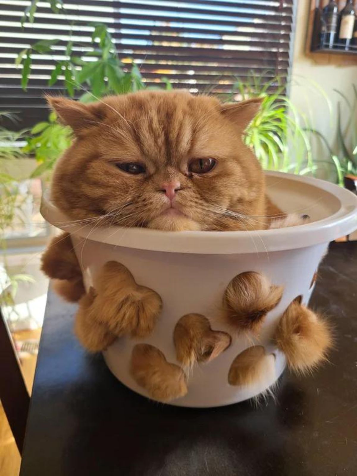 fluffy orange cat laying inside a white pot with the fluff coming out of the holes on the sides