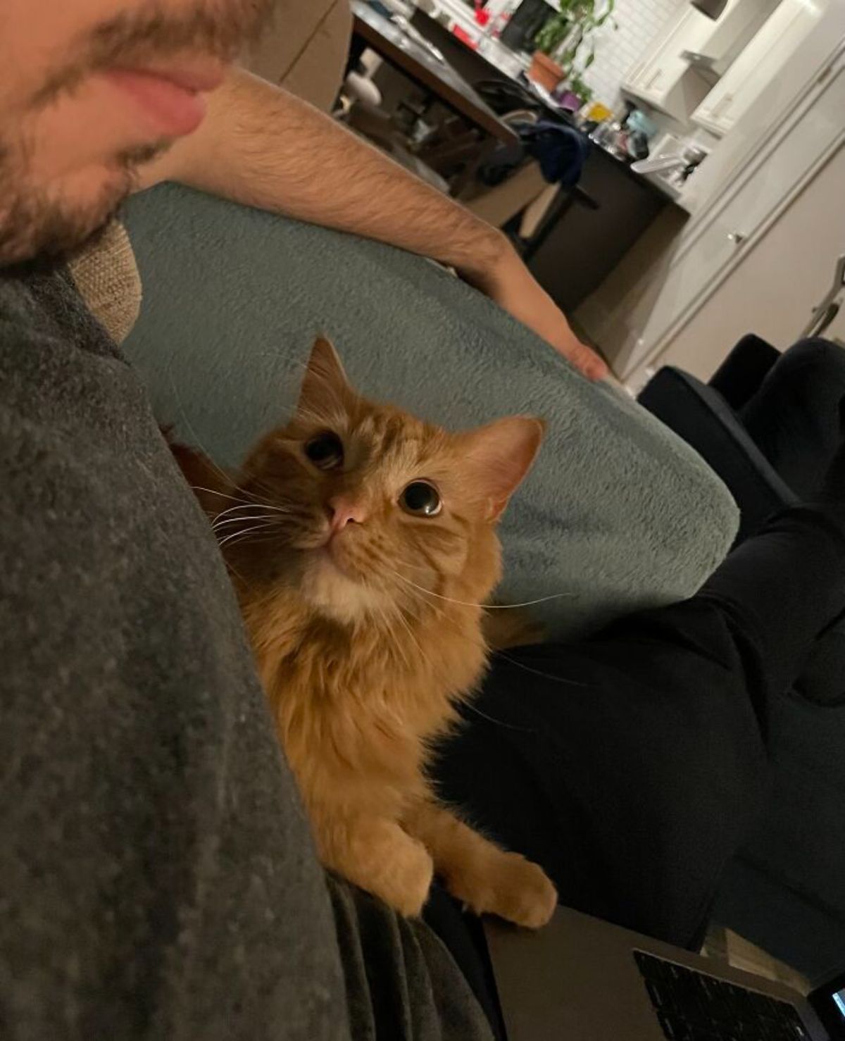 fluffy orange cat looking up lovingly at a man sitting on a green chair