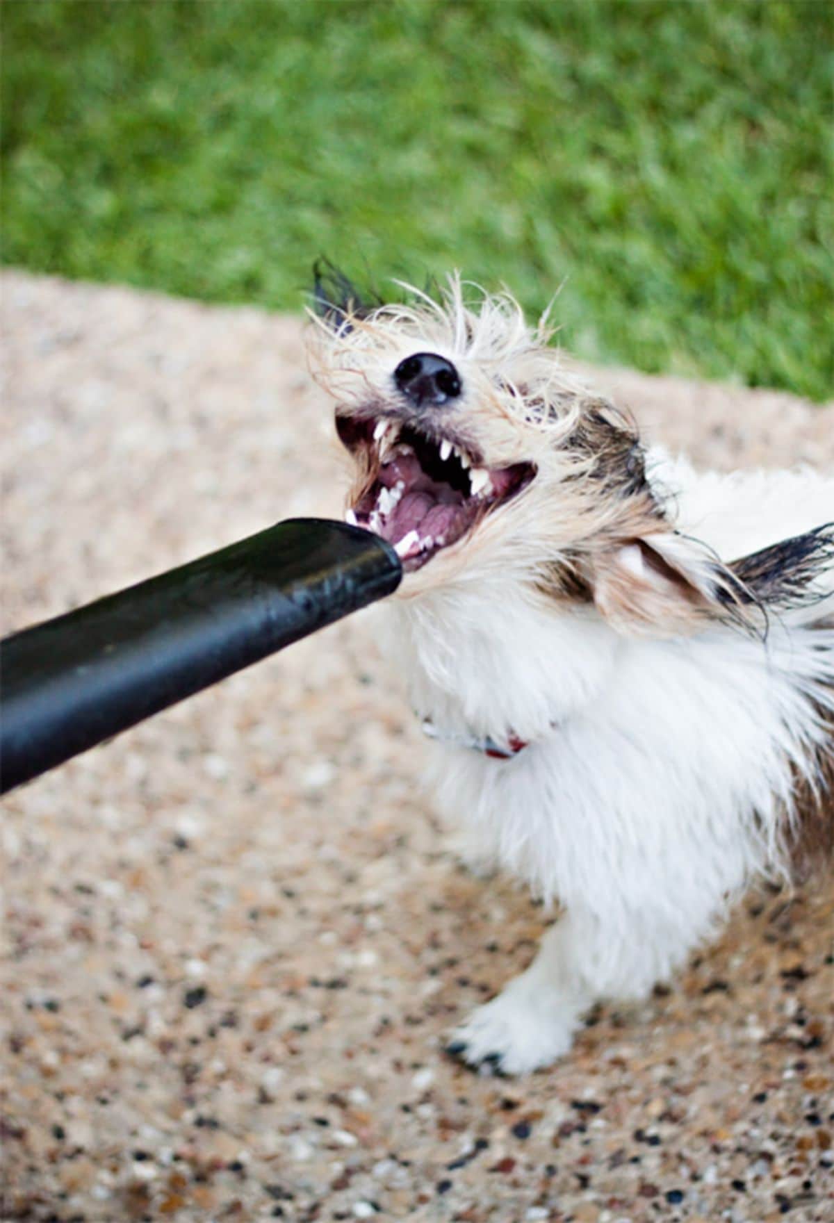fluffy white and black dog getting the lips blown back with a leaf blower