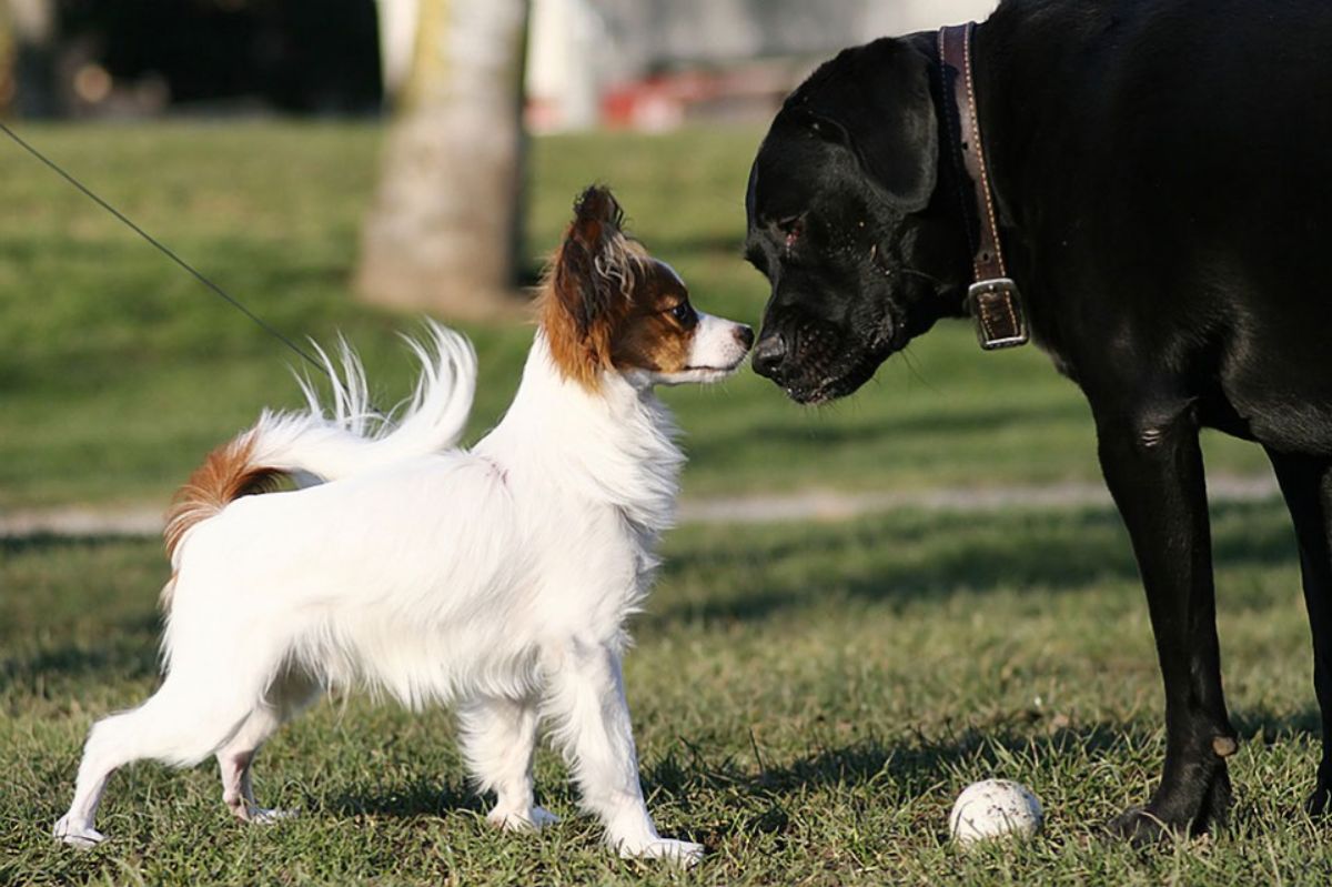 fluffy white and brown dog on a leash sniffing a large black dog