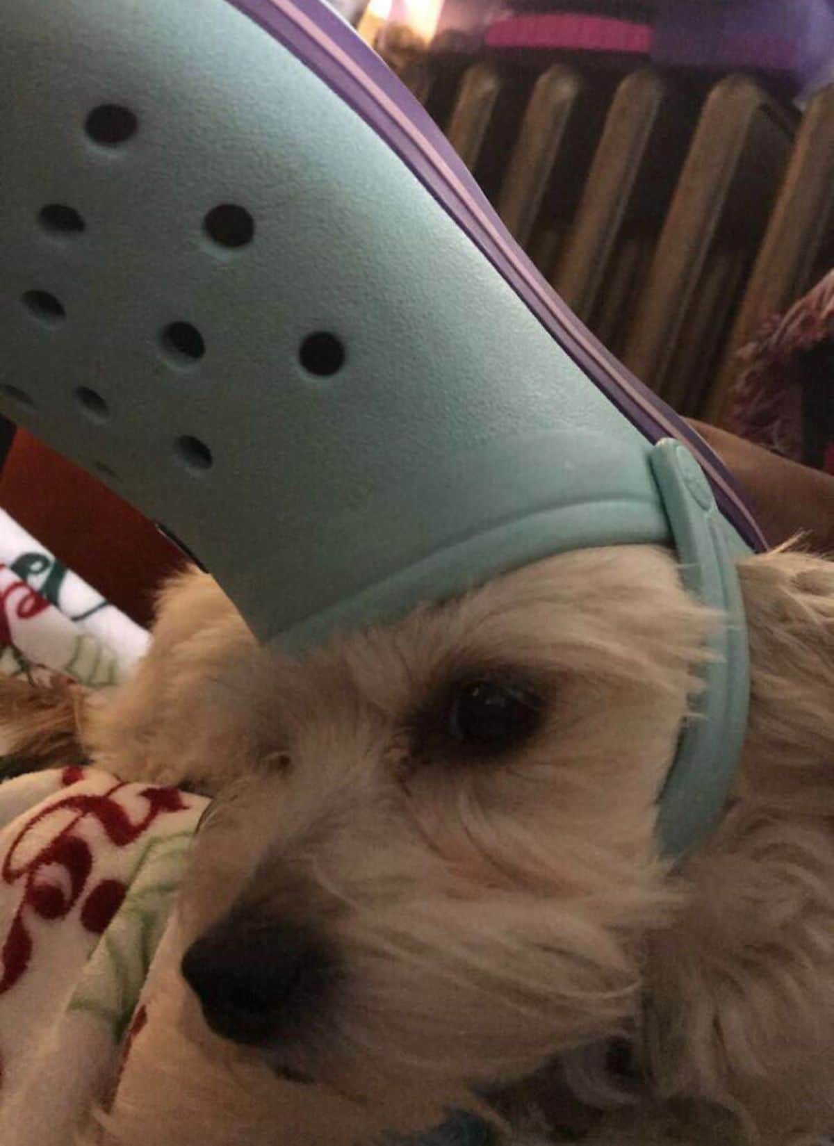 fluffy white and brown dog wearing a green crocs slipper on the head