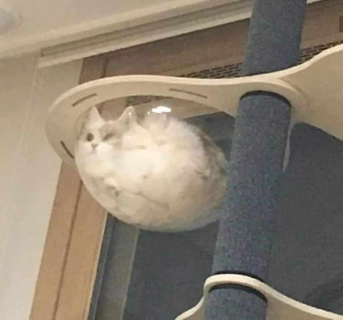 fluffy white and grey cat laying inside a glass dome in a cat tree