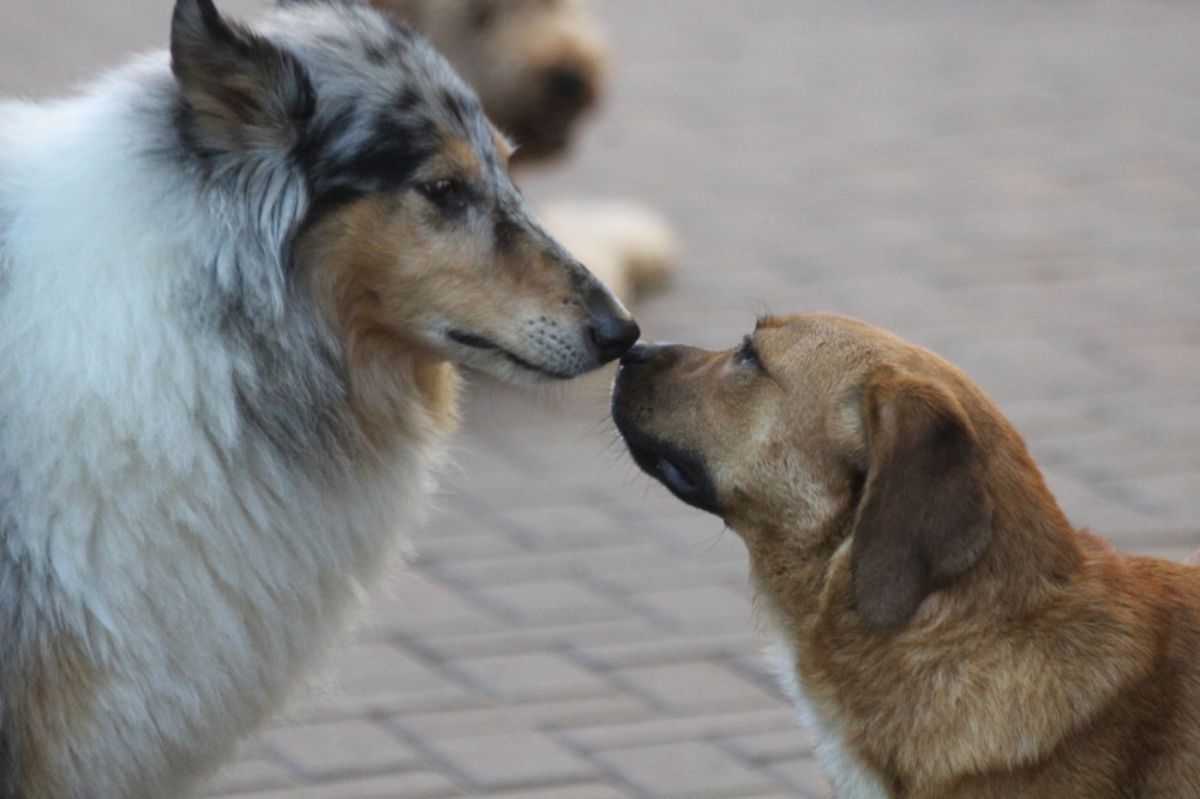fluffy white blue and brown collie touching noses with a smaller brown dog